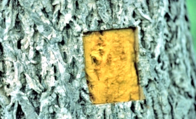 キハダ樹皮エキス Hi!Baby AIR&BLOW トリートメント