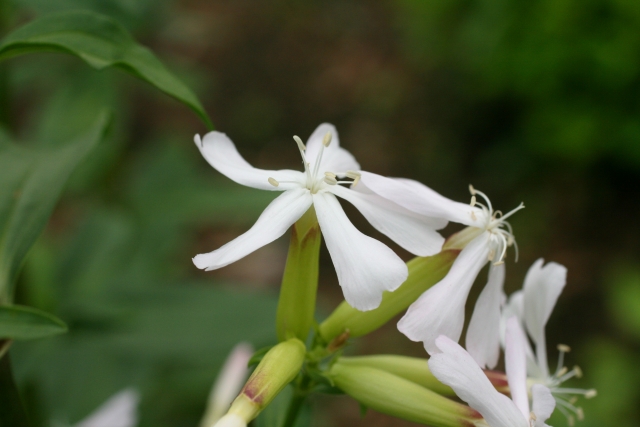 サボンソウ葉/根エキス プシュパ ボディソープ ブロッサムスマイル