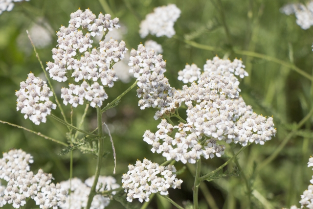 セイヨウノコギリソウエキス アルガンビューティー クレンジングオイル