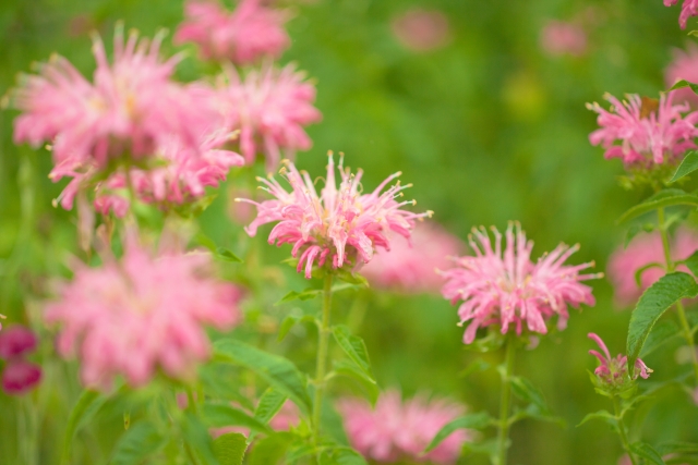 ベルガモット果実油 ジョヴァンニ フリッズビーゴーン スムージング ヘアセラム