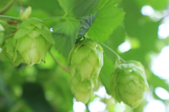 ホップエキス Ag-2 herb essence shampoo / ハーブエッセンスシャンプー