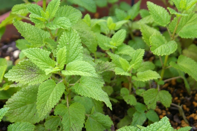 メリッサ葉エキス MY HONEY REMEDY (マイハニーレメディー) ハニーケアシャンプー