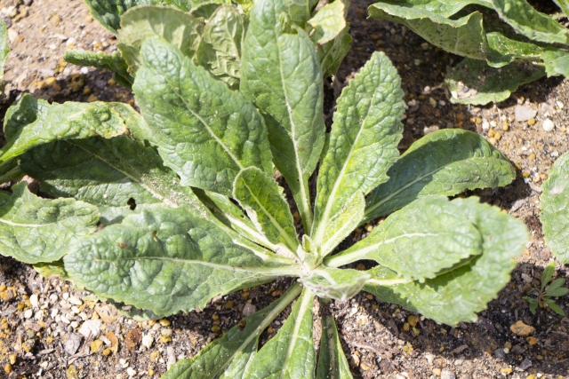 地黄の根から抽出されたエキスです。漢方でもおなじみですが、化粧品では皮膚細胞賦活作用といって細胞の活性を促進する作用を持ちます。育毛剤でもよく使われます。