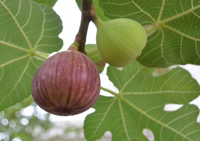 イチジク樹皮エキス ドクターリンサクライ スキンローション エクストラ