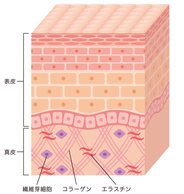 肌の真皮層に分布するコラーゲン同士を結びつける繊維状タンパク質です。ゴム状に伸縮する特徴があり、肌の弾力・柔軟性を維持するために欠かせないタンパク質です。