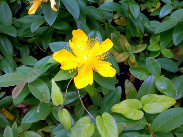 オトギリソウエキス Ag-2 herb essence shampoo / ハーブエッセンスシャンプー