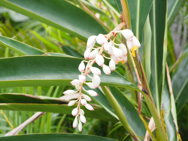 ゲットウ葉エキス ドクターシーラボ ハーバルクレンジングローションO2