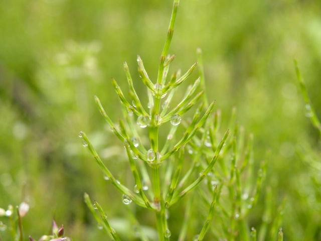 スギナエキス アルガンビューティー クレンジングオイル