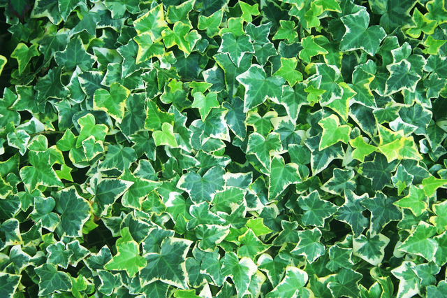 セイヨウキズタエキス プシュパ ボディソープ フォレストソング