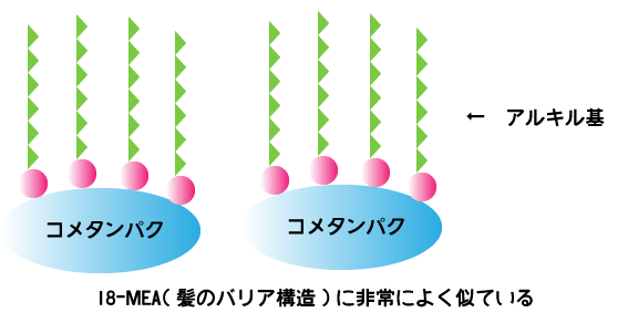 18-MEA（毛髪のバリア）構造に類似し、毛髪表面を理想的な状態に補修。ちなみに、18-MEAとはキューティクル同士の接着剤のような働きをしている脂質のこと。
