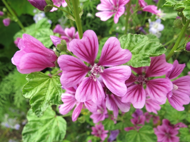 ゼニアオイ花エキス アルガンビューティー クレンジングオイル