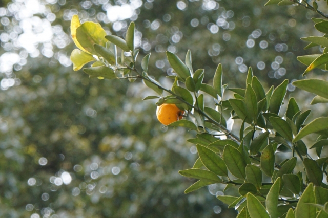 タチバナ果皮エキス ドクターシーラボ ハーバルクレンジングローションO2