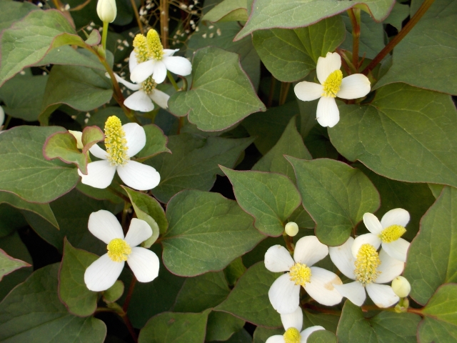 ドクダミエキス ドクターシーラボ ハーバルクレンジングローションO2