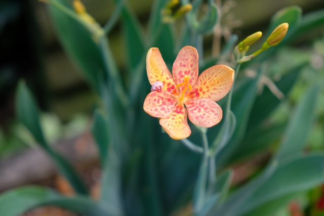 ヒオウギエキス MY HONEY REMEDY (マイハニーレメディー) ハニーケアシャンプー