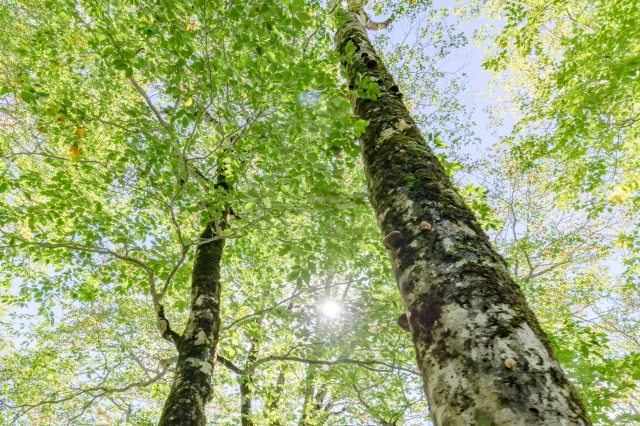 ヨーロッパブナ芽エキス ドクターリンサクライ スキンローション エクストラ