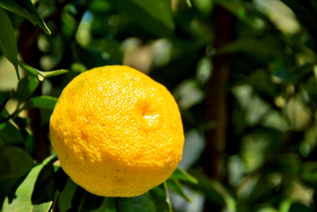 ユズ果実エキス フルール オイルミスト デュエット