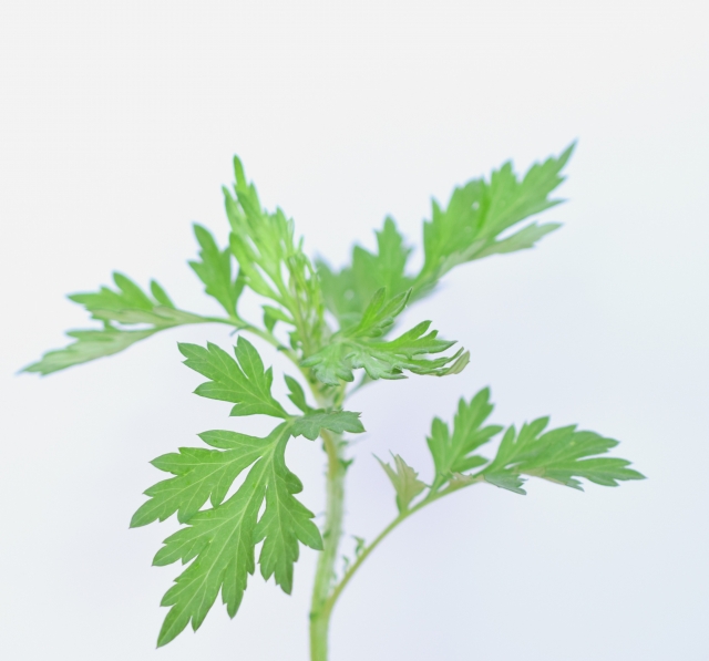 ヨモギ葉エキス ドクターシーラボ ハーバルクレンジングローションO2