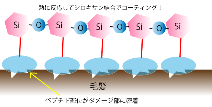 (ジヒドロキシメチルシリルプロポキシ)ヒドロキシプロピル加水分解シルクのイメージ